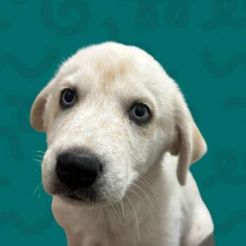 Rainier -  Husky Dog for Adoption in Reno, Nevada - Rainier | PetCurious