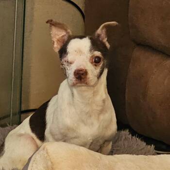 Rescue Chihuahua Dogs for Adoption in Midland, Texas - Popeye | PetCurious