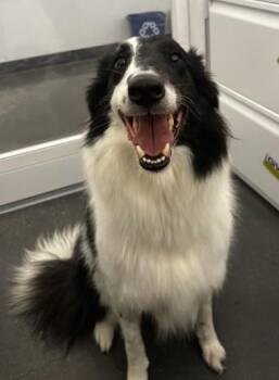Fassie -  Collie and Mixed Breed Dog for Adoption in Kansas City, Missouri - Fassie | PetCurious