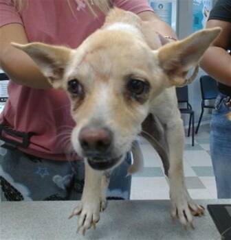 A480773 -  Chihuahua and Mixed Breed Dog for Adoption in Oklahoma City, Oklahoma - A480773 | PetCurious