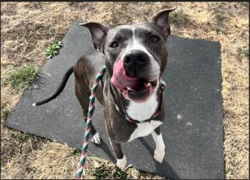 Pit Bull Terrier and Mixed Breed Dogs Available for Adoption - WIDDLE | PetCurious