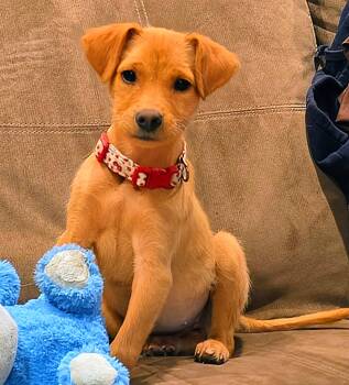 Chihuahua Dogs Available for Adoption in Harlingen, Texas - Dixie | PetCurious