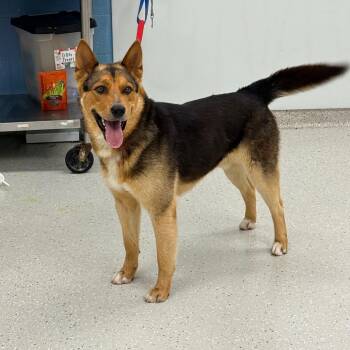 Riley -  German Shepherd Dog Dog for Adoption in Indianapolis, Indiana - Riley | PetCurious