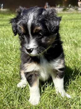 Shih Tzu and Pomeranian Dogs Available for Adoption in New Baltimore, Michigan - Tilly | PetCurious