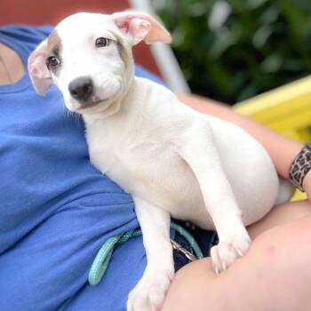 Rescue Cattle Dog Dogs for Adoption in Bastrop, Texas - Calista 25-06-005 | PetCurious