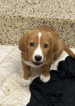 Sagittarius 63750 -  Basset Hound Dog for Adoption in Aiken, South Carolina - Sagittarius 63750 | PetCurious