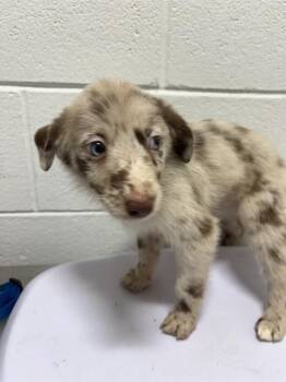 BUTTERCEME -  Australian Shepherd Dog for Adoption - BUTTERCEME | PetCurious
