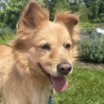 Retriever and Mixed Breed Dogs Available for Adoption in Merriam, Kansas - Fluffy | PetCurious