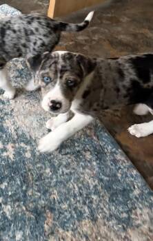 Mountain Cur and Australian Shepherd Dogs Available for Adoption - Captain | PetCurious