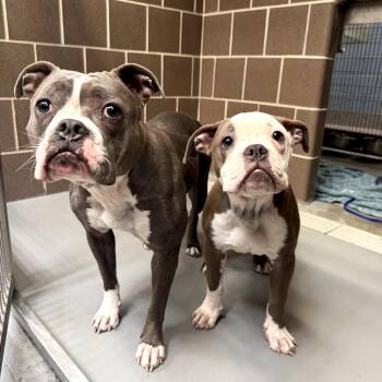 Pit Bull Terrier Dogs Available for Adoption in Northbrook, Illinois - Chippy Dippy Dopey Dupey Duck Duck | PetCurious
