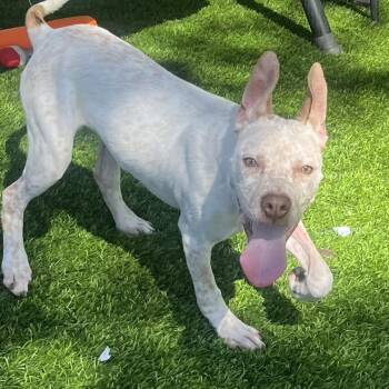 Pit Bull Terrier and Mixed Breed Dogs Available for Adoption in Las Vegas, Nevada - Pablo | PetCurious