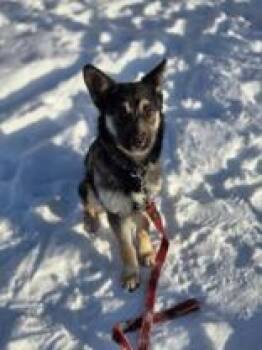 Siberian Husky Dogs Available for Adoption - Matilda | PetCurious