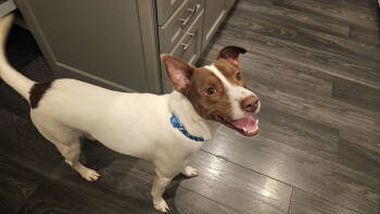 Rescue Terrier Dogs for Adoption in Minneapolis, Minnesota - Roscoe D6131 | PetCurious