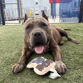 Pit Bull Terrier Dogs Available for Adoption in Long Beach, California - Fiona | PetCurious