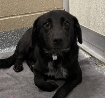 Whimsy -  Flat Coated Retriever Dog for Adoption in Las Vegas, Nevada - Whimsy | PetCurious