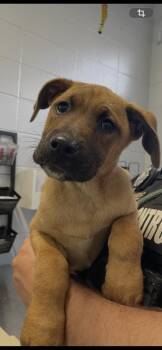 Pit Bull Terrier Dogs Available for Adoption in Mobile, Alabama - Duke | PetCurious