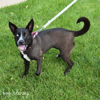 June -  Australian Cattle Dog Blue Heeler and Husky Dog for Adoption in Cheyenne, Wyoming - June | PetCurious