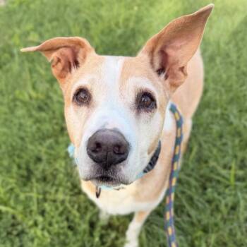 Skipper -  Mixed Breed Dog for Adoption in Davenport, Iowa - Skipper | PetCurious
