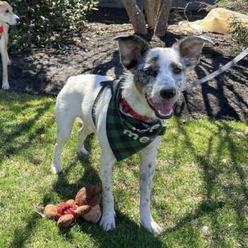 Bobsled -  Mixed Breed Dog for Adoption in Toms River, New Jersey - Bobsled | PetCurious