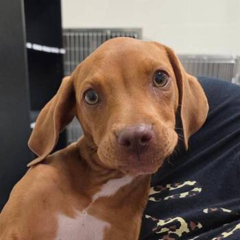 Redbone Coonhound Dogs Available for Adoption in Bronson, Florida - Daisy | PetCurious