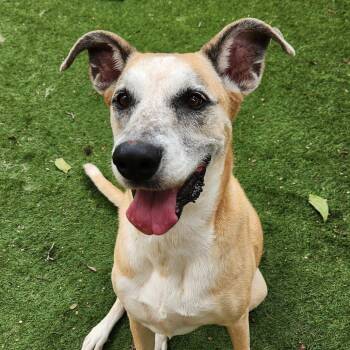 Dandy CP -  Yellow Labrador Retriever and Catahoula Leopard Dog Dog for Adoption in Austin, Texas - Dandy CP | PetCurious