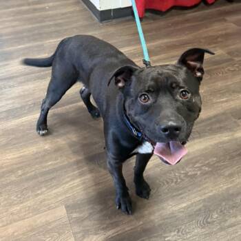 Rescue Black Labrador Retriever and Mixed Breed Dogs for Adoption in East St. Louis, Illinois - Cody | PetCurious