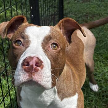Sunshine -  Pit Bull Terrier Dog for Adoption in Midlothian, Virginia - Sunshine | PetCurious