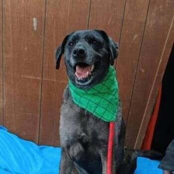 Rescue Labrador Retriever Dogs for Adoption in Wolcott, Vermont - MOONEY | PetCurious