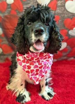 Cocker Spaniel Dogs Available for Adoption - Hannah | PetCurious