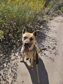 Rescue Black Mouth Cur Dogs for Adoption in Phoenix, Arizona - Tatiana (Courtesy Post) | PetCurious
