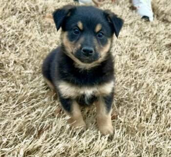 Bernese Mountain Dog and Australian Shepherd Dogs Available for Adoption - Pistachio  | PetCurious