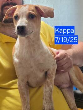 Rescue Mixed Breed Dogs for Adoption in Fort Stockton, Texas - Kappa | PetCurious
