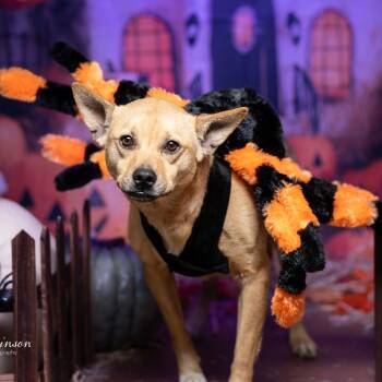 Rescue Shiba Inu and Mixed Breed Dogs for Adoption in Tipton, Indiana - Penny Lane | PetCurious