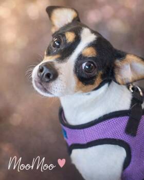 Moo Moo -  Mixed Breed Dog for Adoption in Mesa, Arizona - Moo Moo | PetCurious