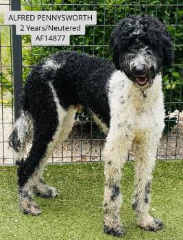 Alfred Pennyworth -  Sheep Dog and Standard Poodle Dog for Adoption - Alfred Pennyworth | PetCurious