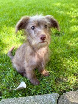 BooBoo -  Chihuahua and Shih Tzu Dog for Adoption in Plainfield, Illinois - BooBoo | PetCurious