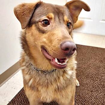 Shepherd Dogs Available for Adoption - River | PetCurious
