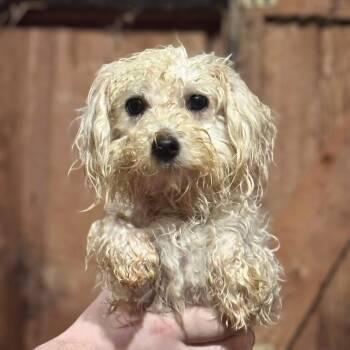 Rescue Maltipoo Dogs for Adoption in New York, New York - Showers | PetCurious