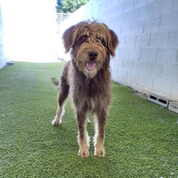 Frack 7645 -  Schnauzer and Poodle Dog for Adoption in Loxahatchee Groves, Florida - Frack 7645 | PetCurious