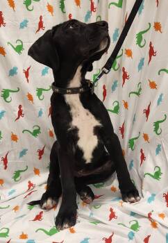 Great Dane and Cane Corso Dogs Available for Adoption in Baton Rouge, Louisiana - Houndour  | PetCurious