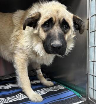 Anatolian Shepherd Dogs Available for Adoption in Elko, Nevada - 60902552 | PetCurious