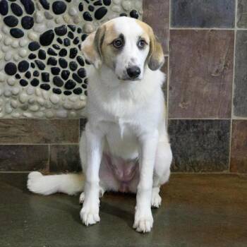 Shyla -  Hound and Mixed Breed Dog for Adoption in Versailles, Kentucky - Shyla | PetCurious