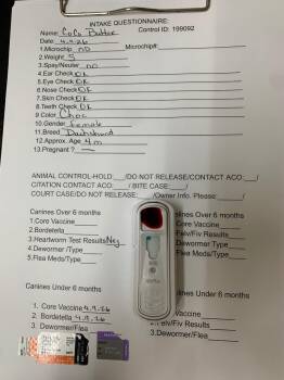 Dachshund Dogs Available for Adoption in Albany, Georgia - CoCo Bean | PetCurious