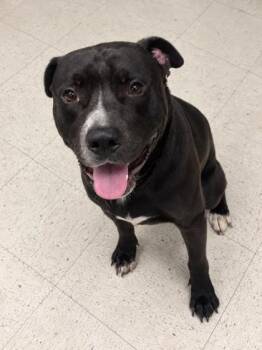 Jimbo -  Pit Bull Terrier Dog for Adoption in Gulfport, Mississippi - Jimbo | PetCurious