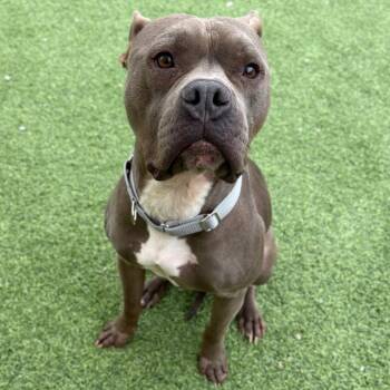 Mixed Breed Dogs Available for Adoption in Batavia, Ohio - Bonks | PetCurious