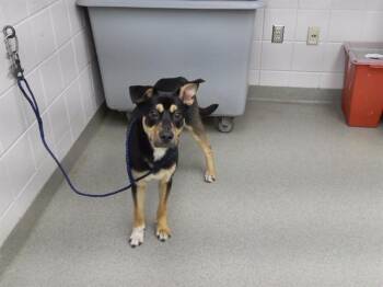 German Shepherd Dog and Mixed Breed Dogs Available for Adoption in Omaha, Nebraska - DUNE | PetCurious
