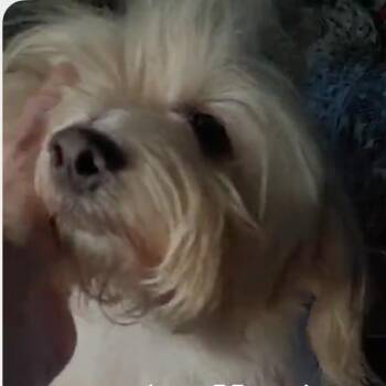 Harbor Matcha -  Maltese Dog for Adoption in Houston, Texas - Harbor Matcha | PetCurious