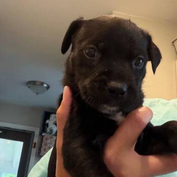 Macchiato -  Labrador Retriever Dog for Adoption in Kansas City, Missouri - Macchiato | PetCurious