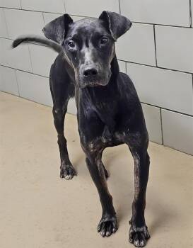 Shadow -  Mixed Breed Dog for Adoption in Nashville, Tennessee - Shadow | PetCurious