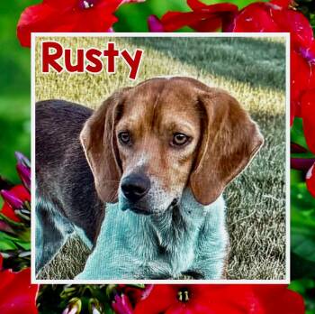 Rusty -  Beagle Dog for Adoption in Raleigh, North Carolina - Rusty | PetCurious